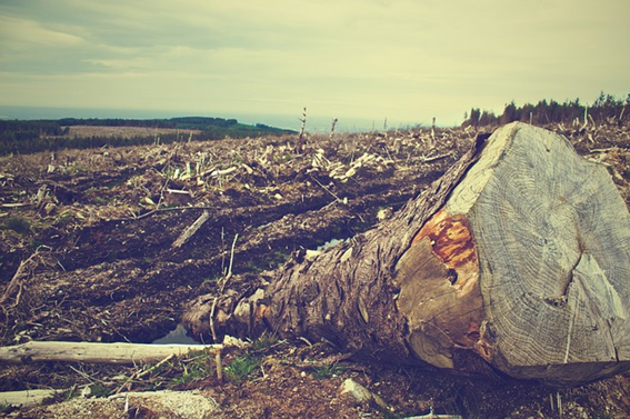 Europa deforestada, según datos oficiales